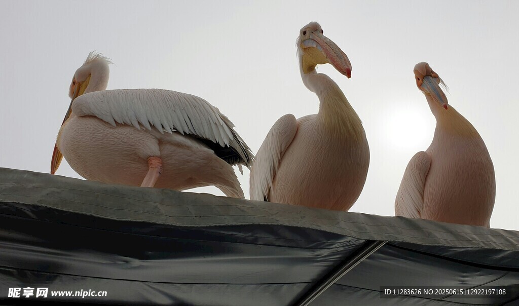 屋顶上的几只优雅鹈鹕