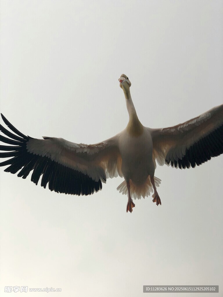 白鹈鹕展翅翱翔天际