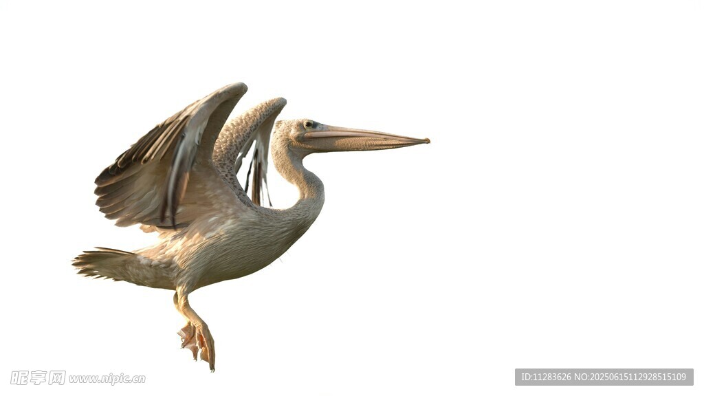 展翅飞翔的鹈鹕