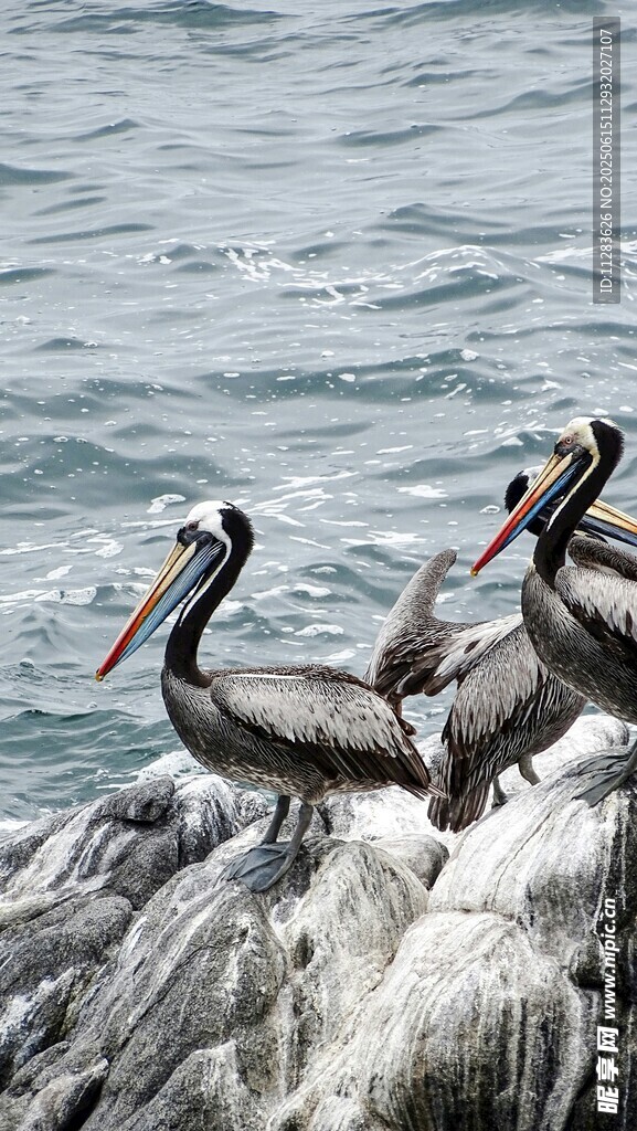 鹈鹕群栖于海边岩石上