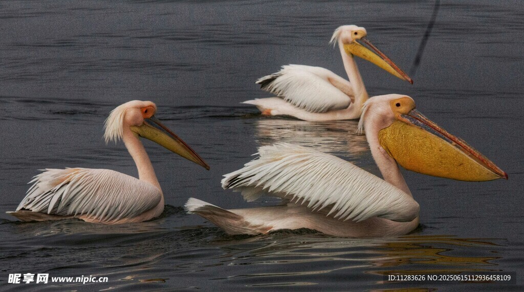 水面上的几只鹈鹕