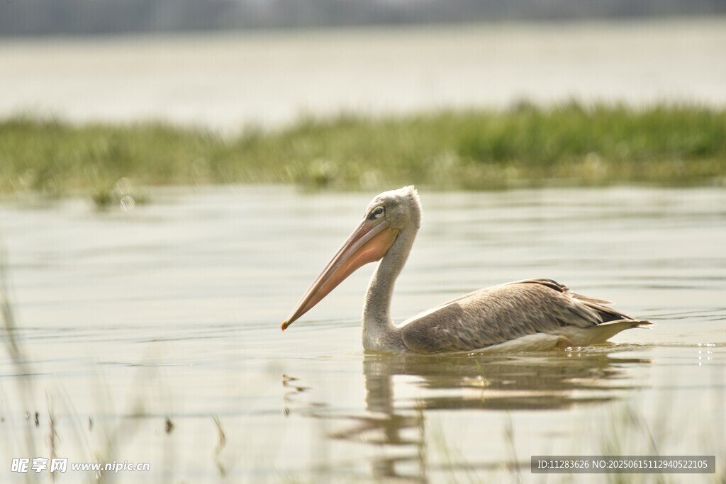 水中鹈鹕悠然自得
