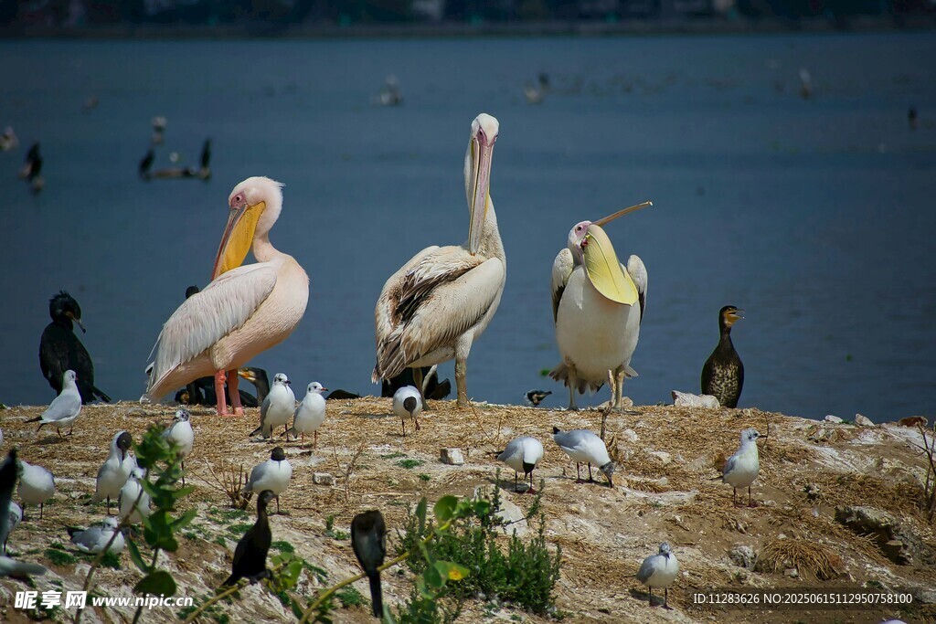岸边鹈鹕与群鸟聚集场景