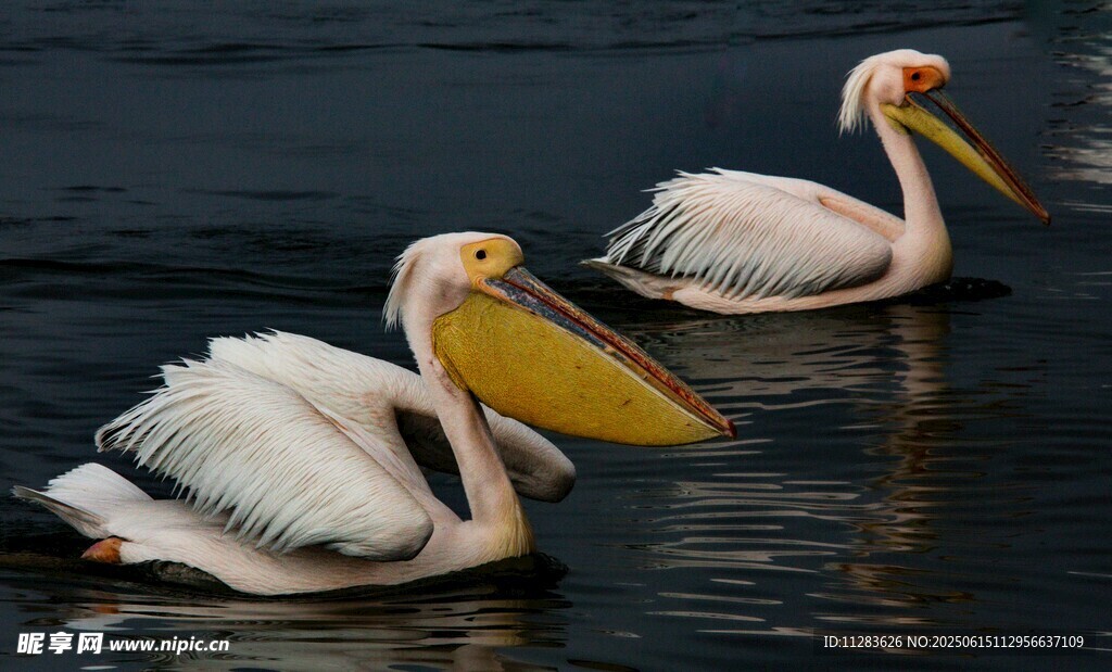 水面上的两只鹈鹕