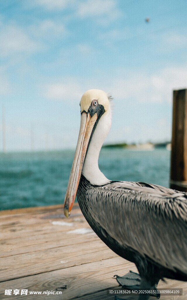 码头边的鹈鹕
