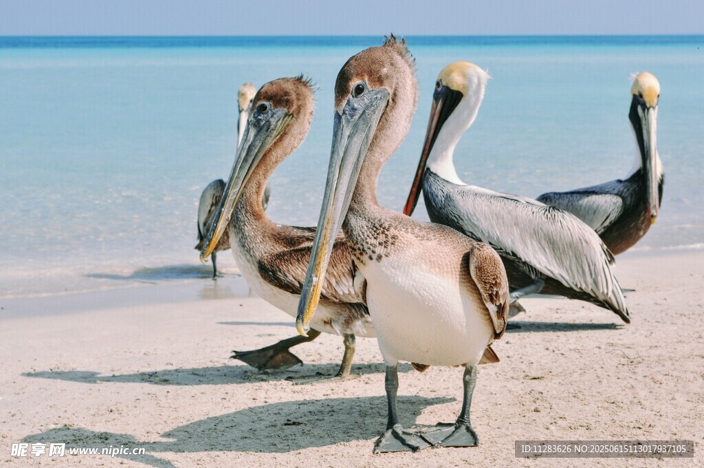 海滩上的鹈鹕群