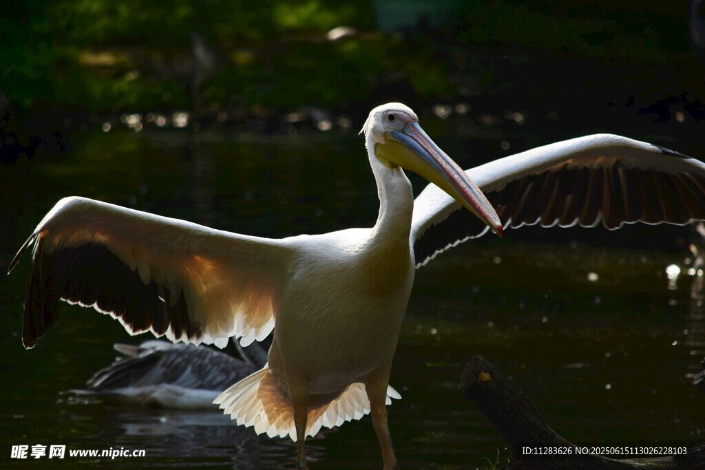 鹈鹕水中展翅瞬间