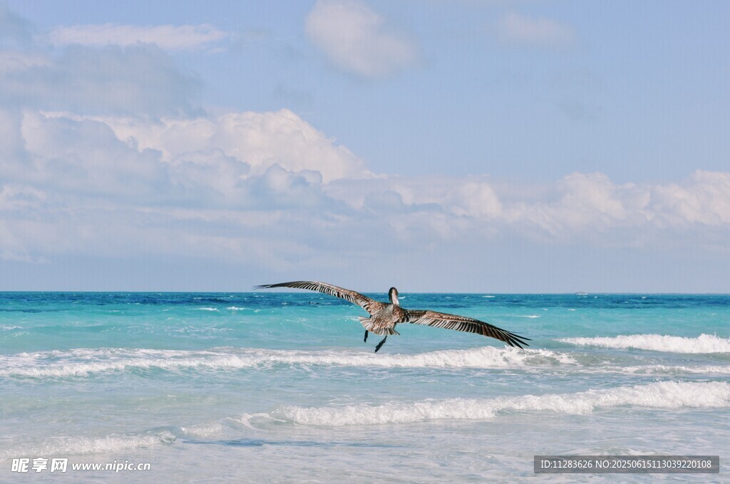海鸟翱翔于蔚蓝海岸
