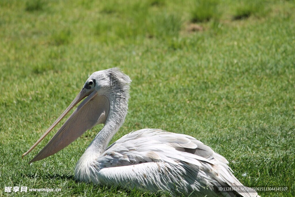 草地上休憩的鹈鹕