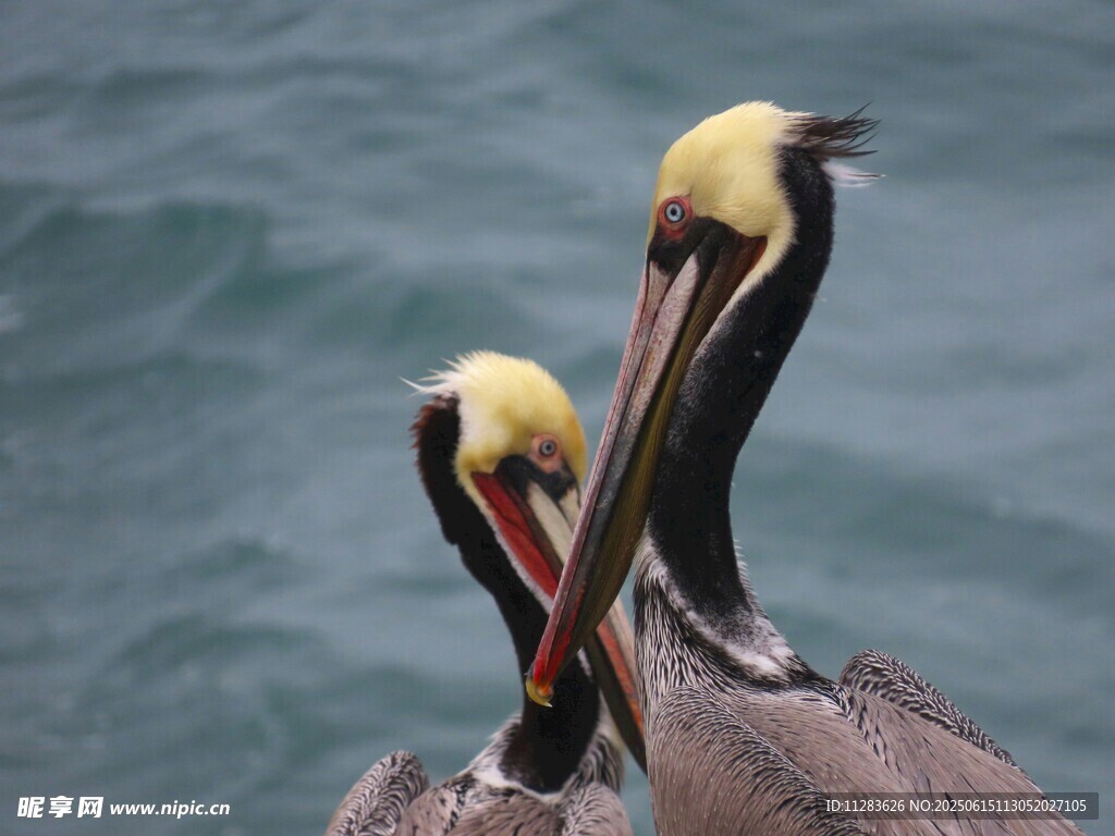 两只鹈鹕亲昵互动