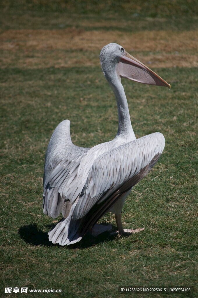 草地上展翅的白鹈鹕