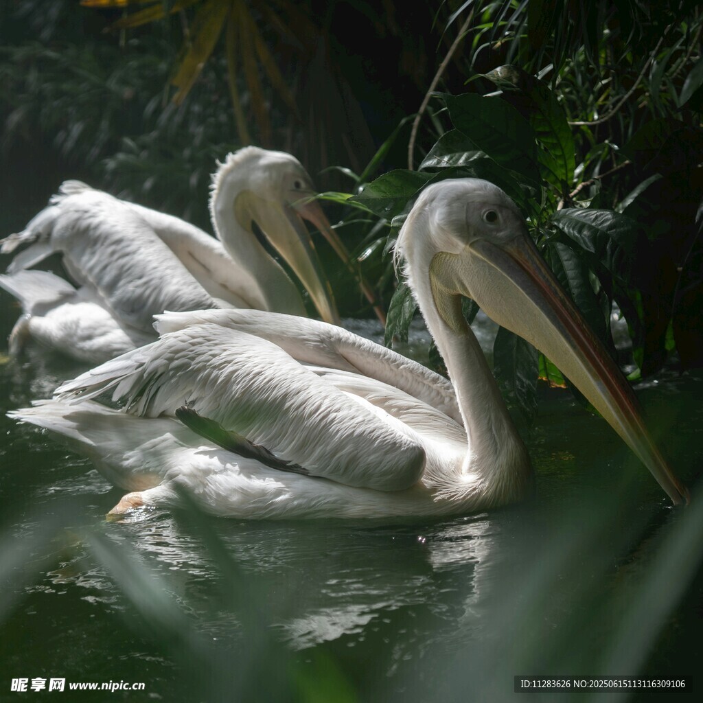 水中休憩的几只白鹈鹕