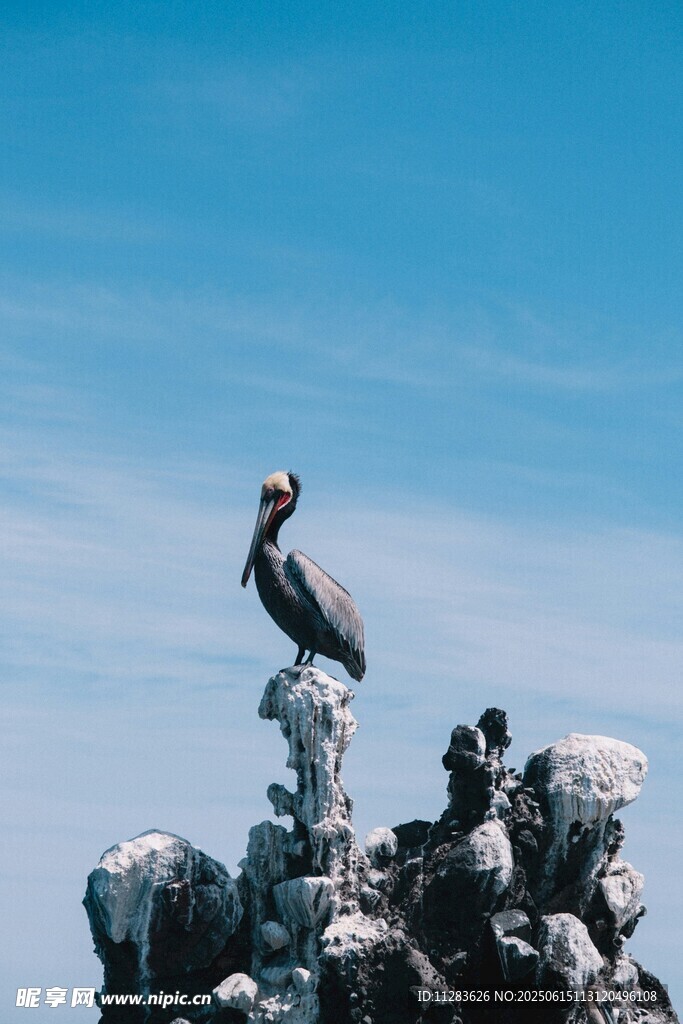 岩石上的鹈鹕