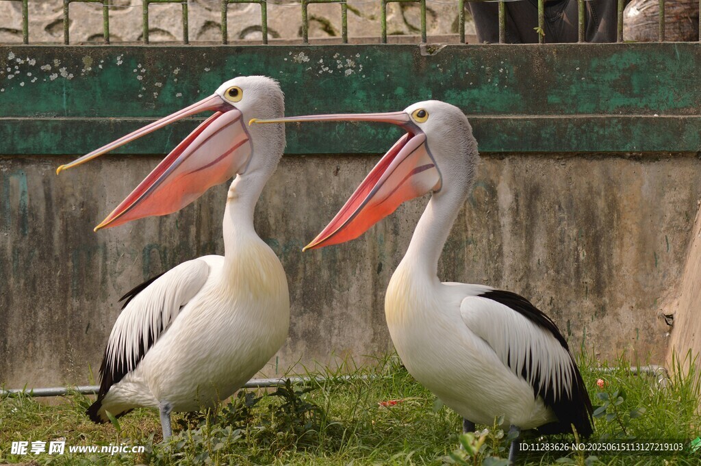 两只鹈鹕站立于草地