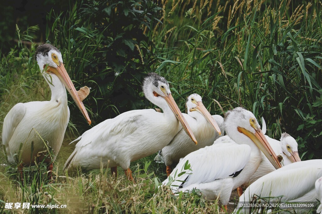 一群鹈鹕栖息于草丛间