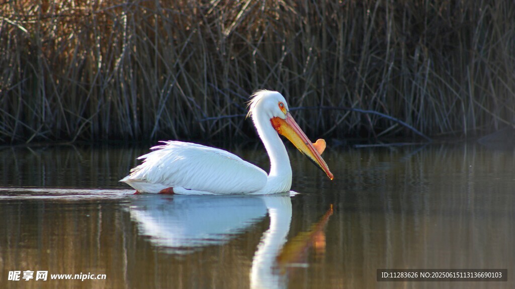 水中优雅的白鹈鹕