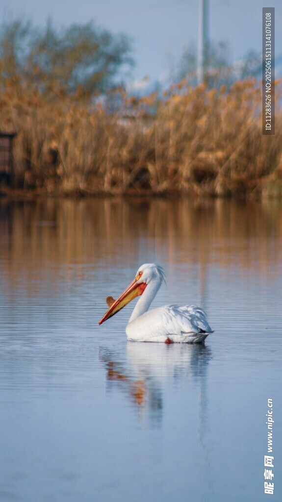 水中白鹈鹕悠然游动