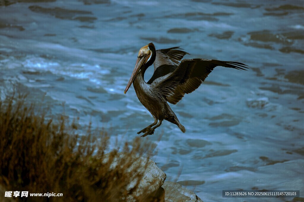 鹈鹕于水边展翅欲飞