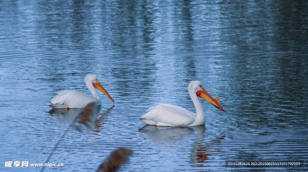 水面上的两只白鹈鹕