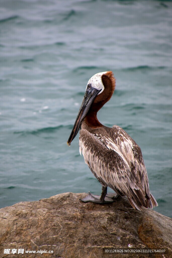 岩石上的鹈鹕