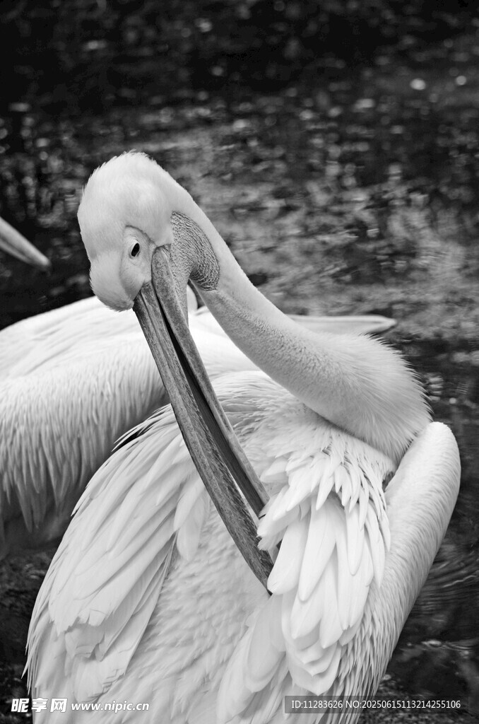 鹈鹕整理羽毛的瞬间