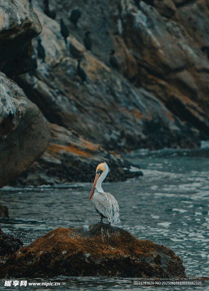 岩石上的海鸟