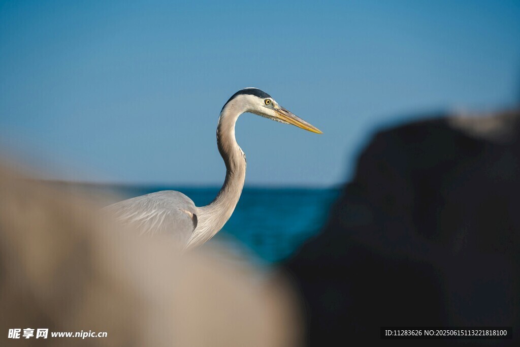 海边伫立的优雅白鹭