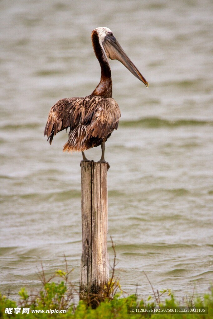 鹈鹕栖息于木桩上