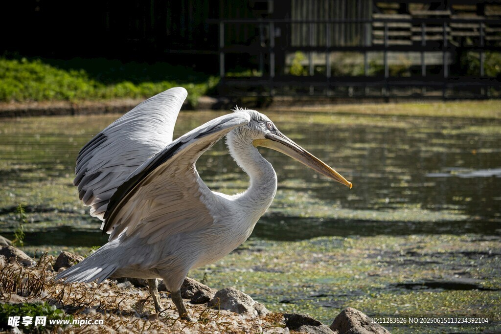 岸边展翅的鹈鹕
