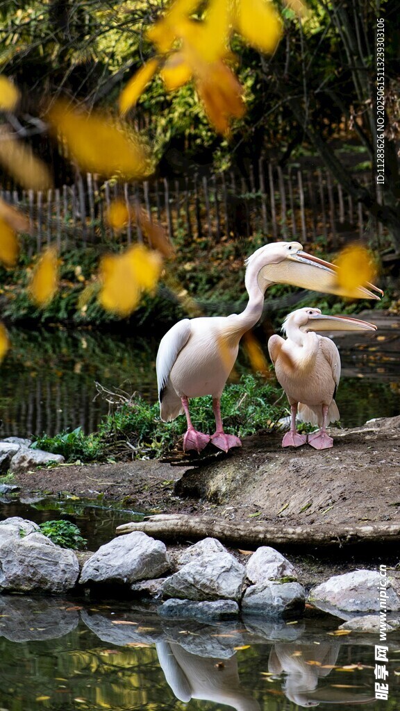 池塘边亲昵的两只白鹅