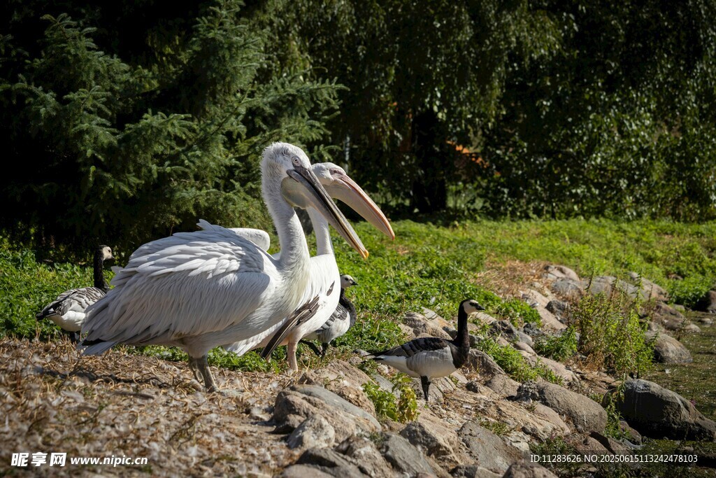草地上休憩的白鹈鹕