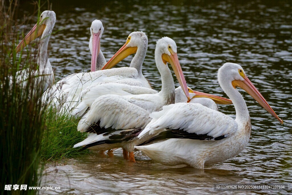 水边的白鹈鹕群