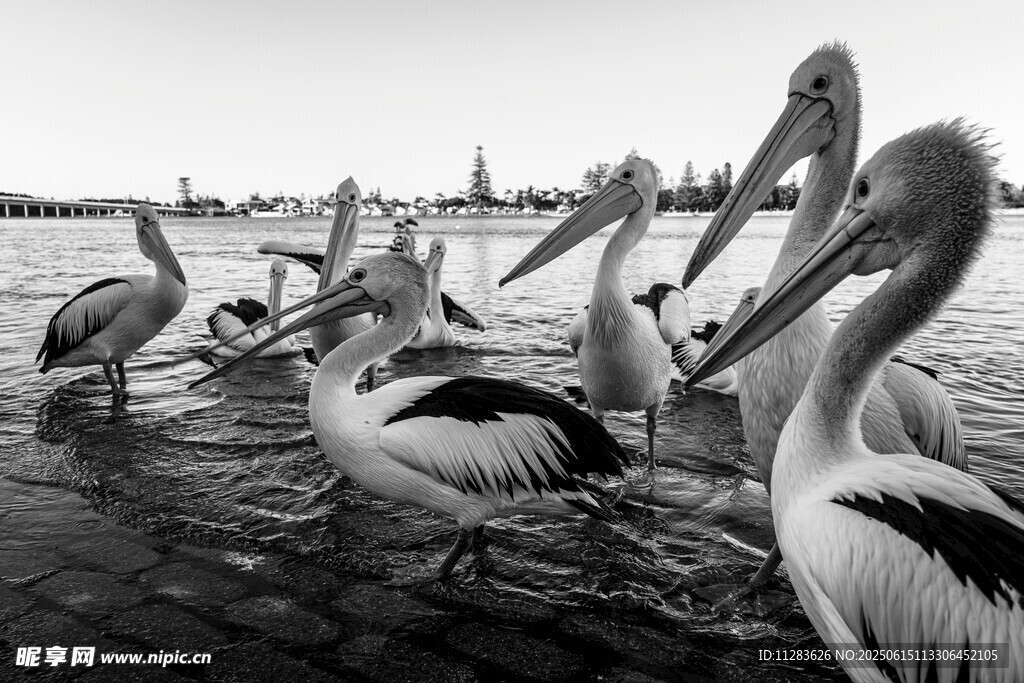 水边鹈鹕群聚景象