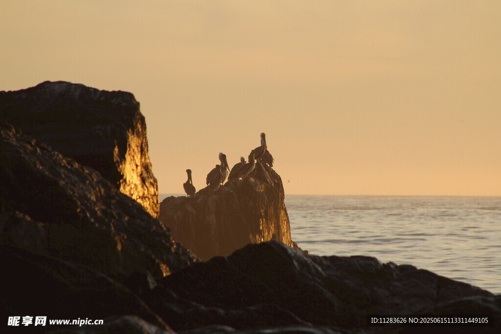 夕阳下礁石上的海鸟群