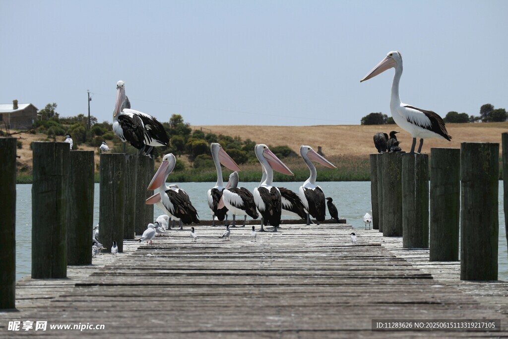码头边的鹈鹕群