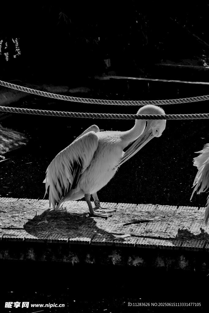 鹈鹕展翅于枝头