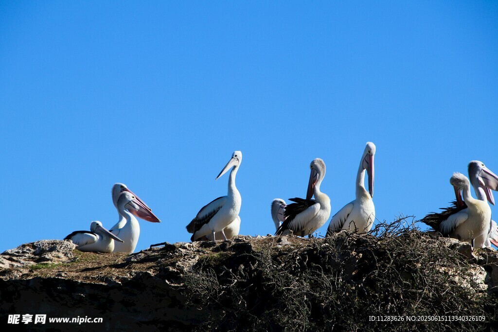 鹈鹕群立于蓝天之下的岩石