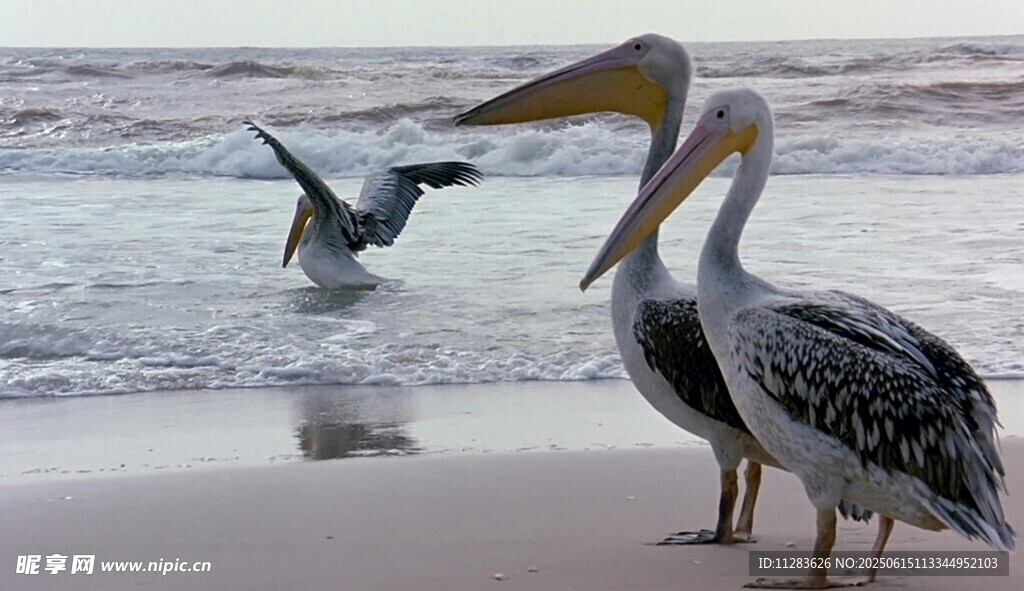 海滩上的鹈鹕与飞翔海鸟