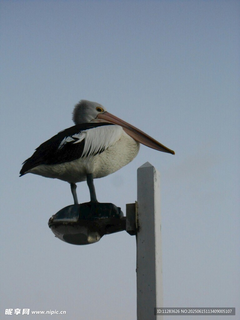 鹈鹕立于灯杆上