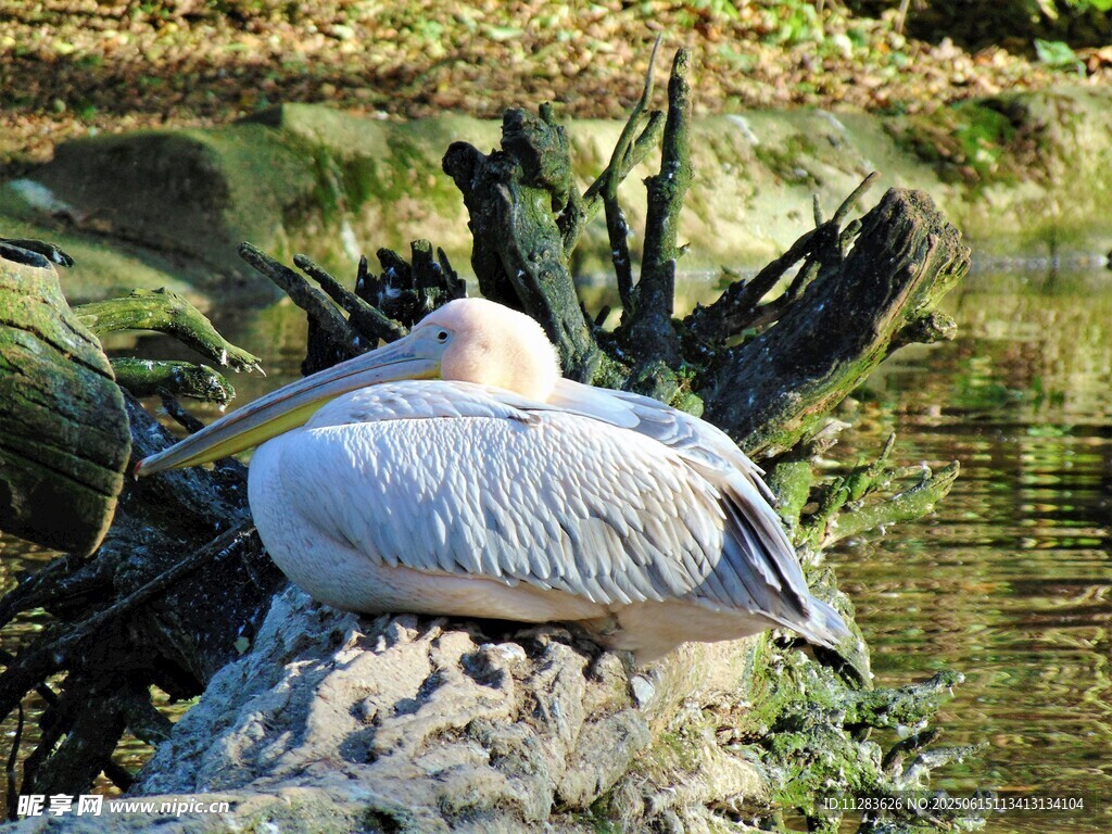 鹈鹕休憩于水边岩石
