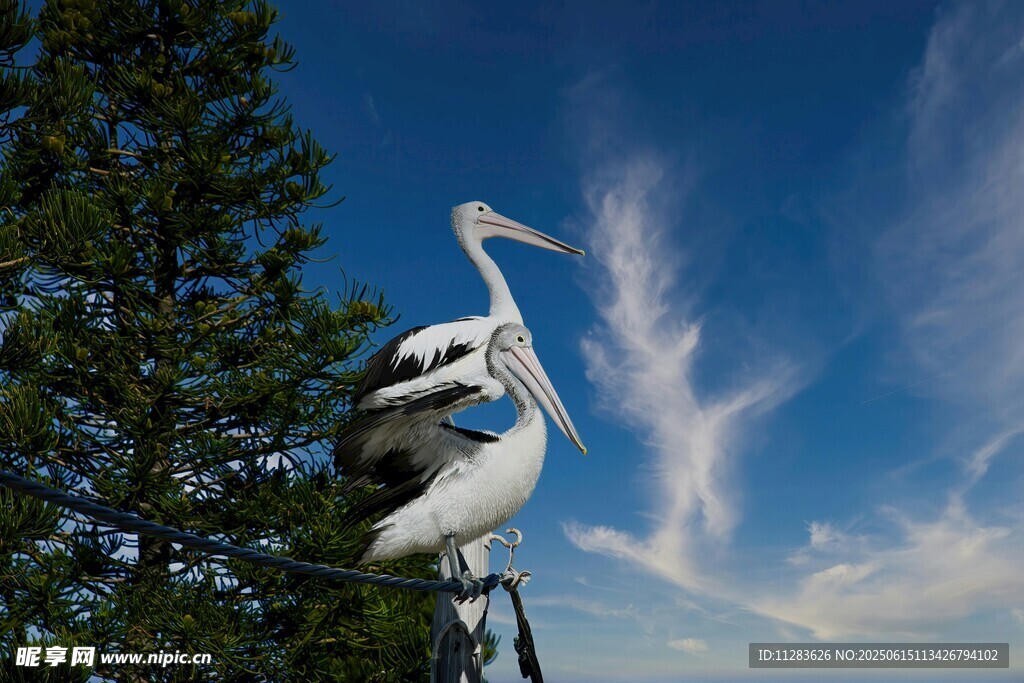 白鹭立于相机镜头之上