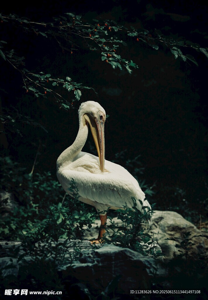 水边优雅的白鹈鹕