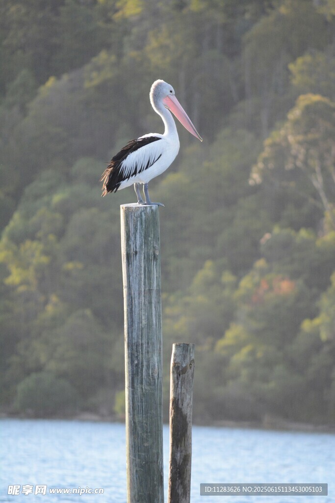 鹈鹕立于水边木桩