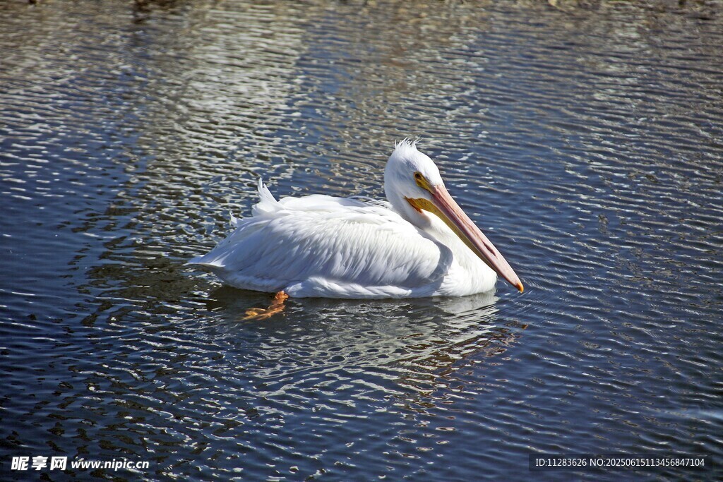水中悠游的白鹈鹕