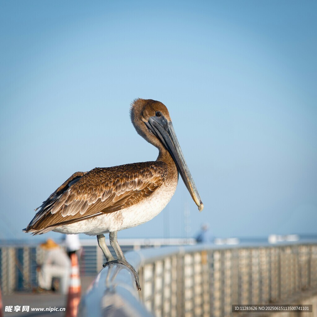 鹈鹕立于栏杆眺望远方