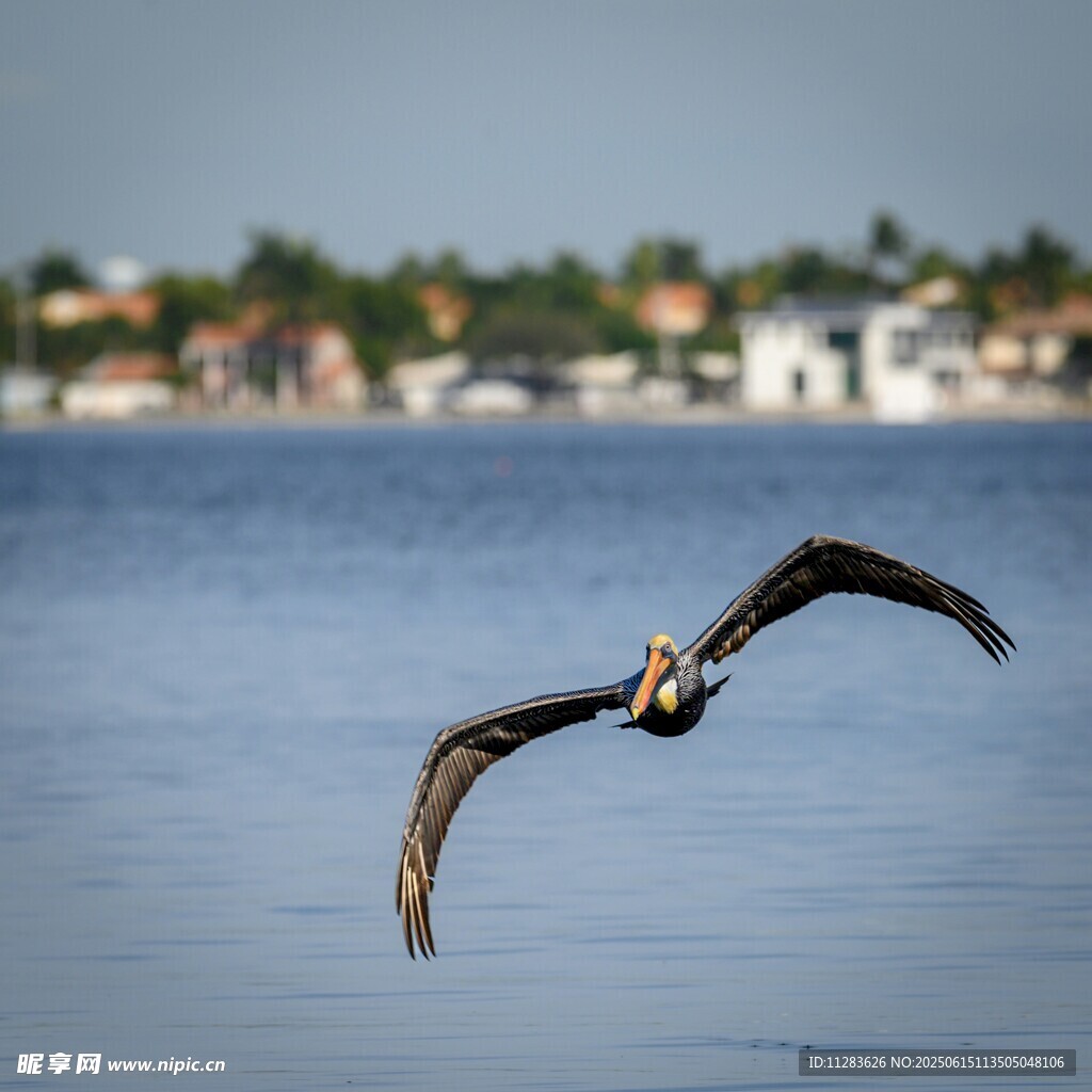 水面上飞翔的鹈鹕