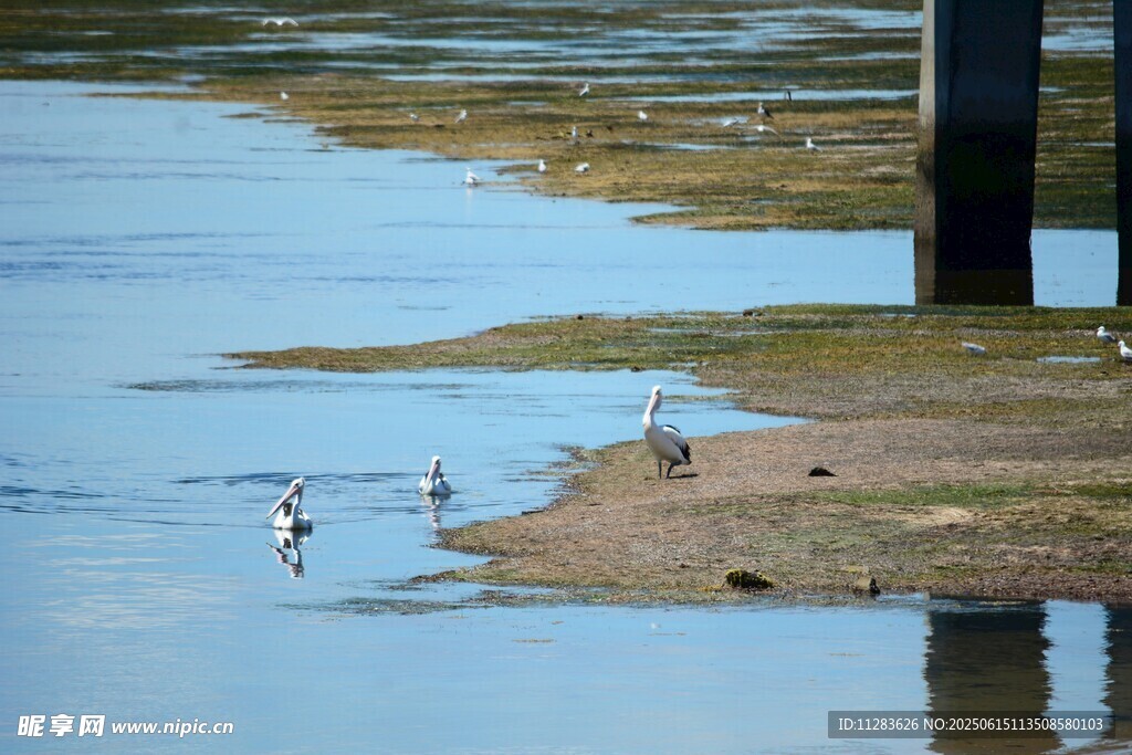 水边栖息的几只鸟儿