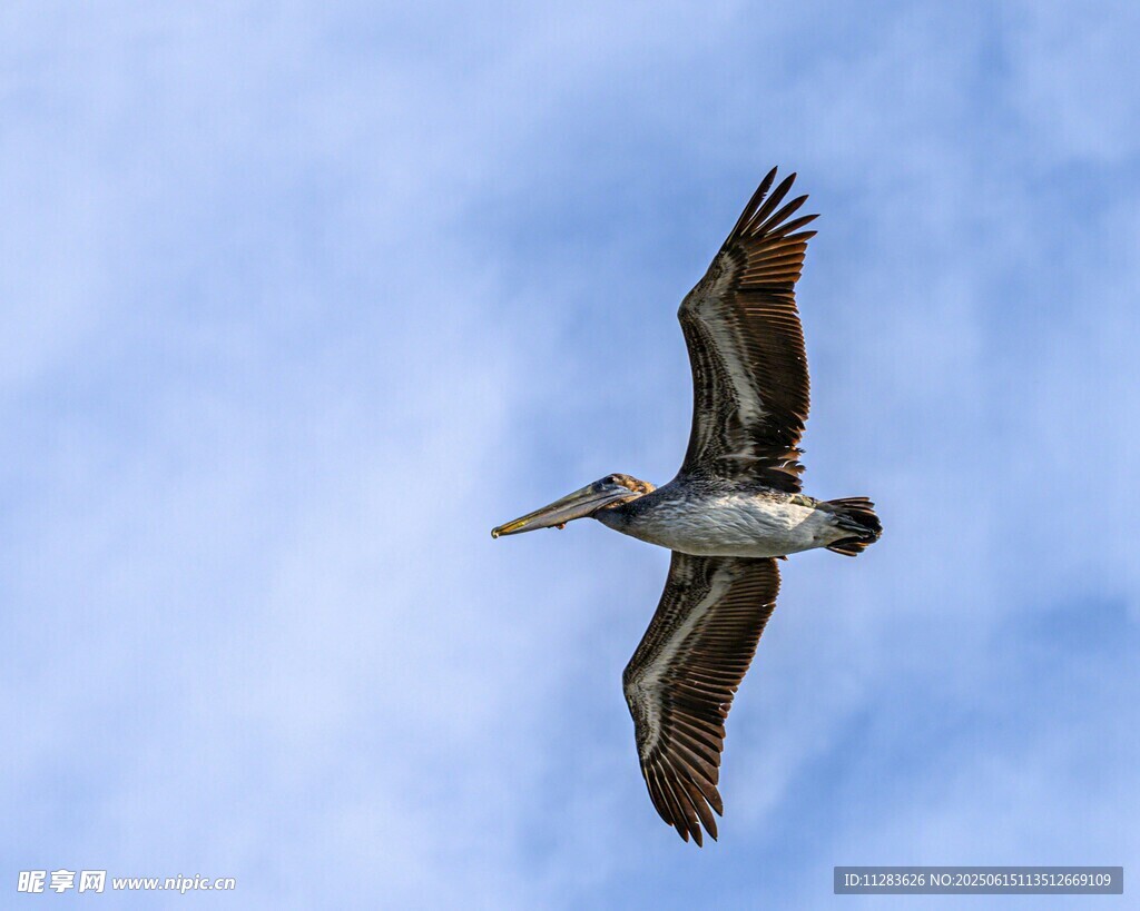 翱翔蓝天的鹈鹕
