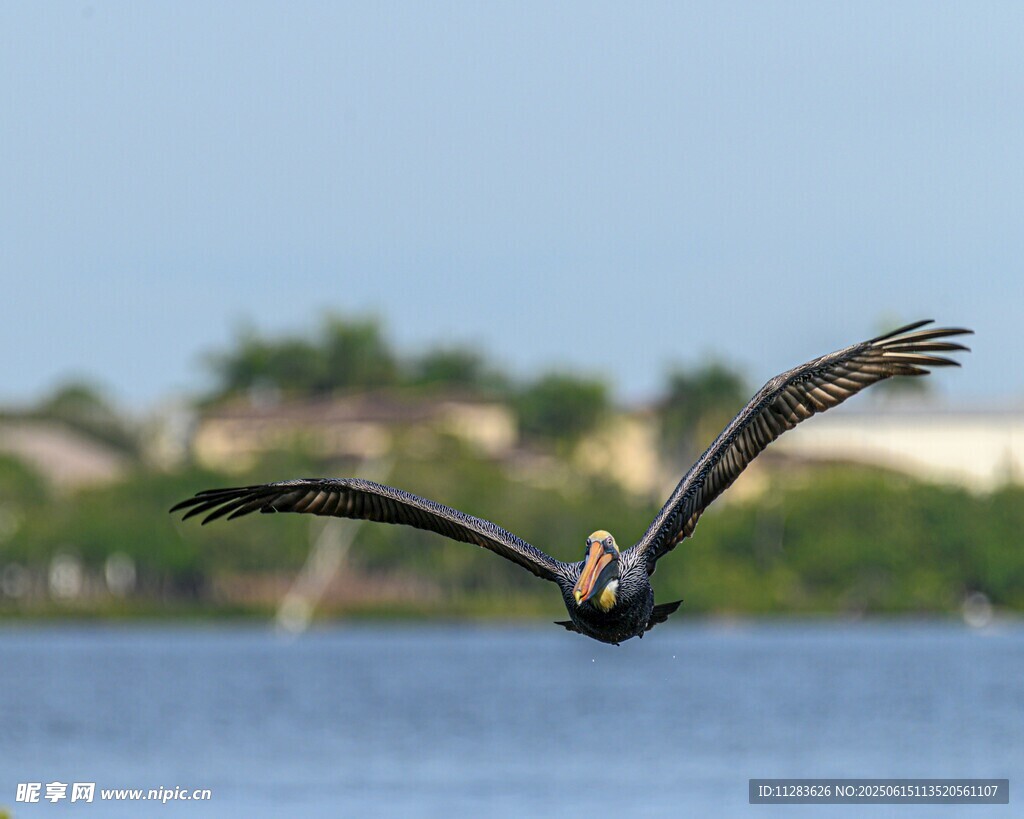 翱翔水面的鹈鹕