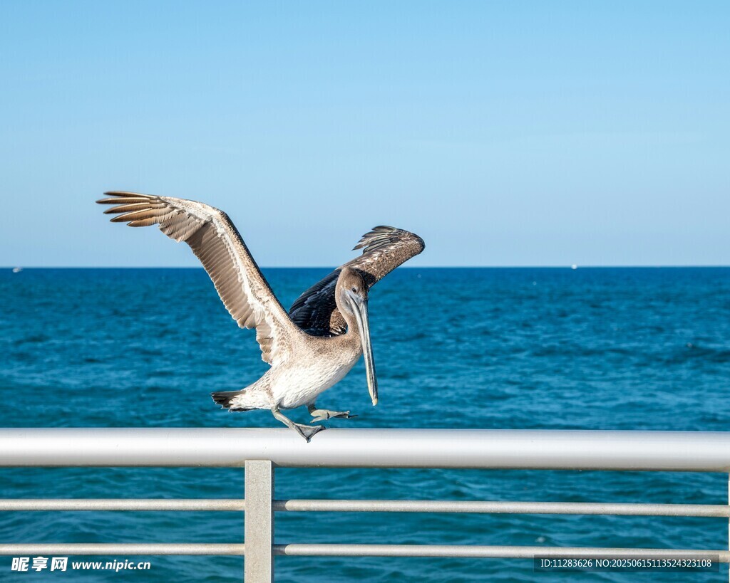 海边栏杆上展翅的鹈鹕